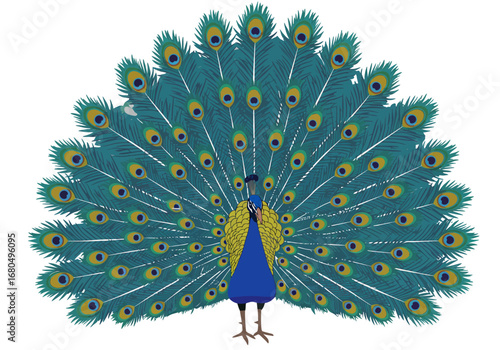 A peacock is displaying its vibrant tail feathers