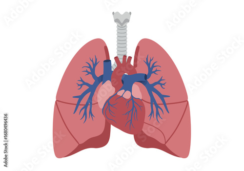 Anatomical illustration of lungs heart  trachea on a white background