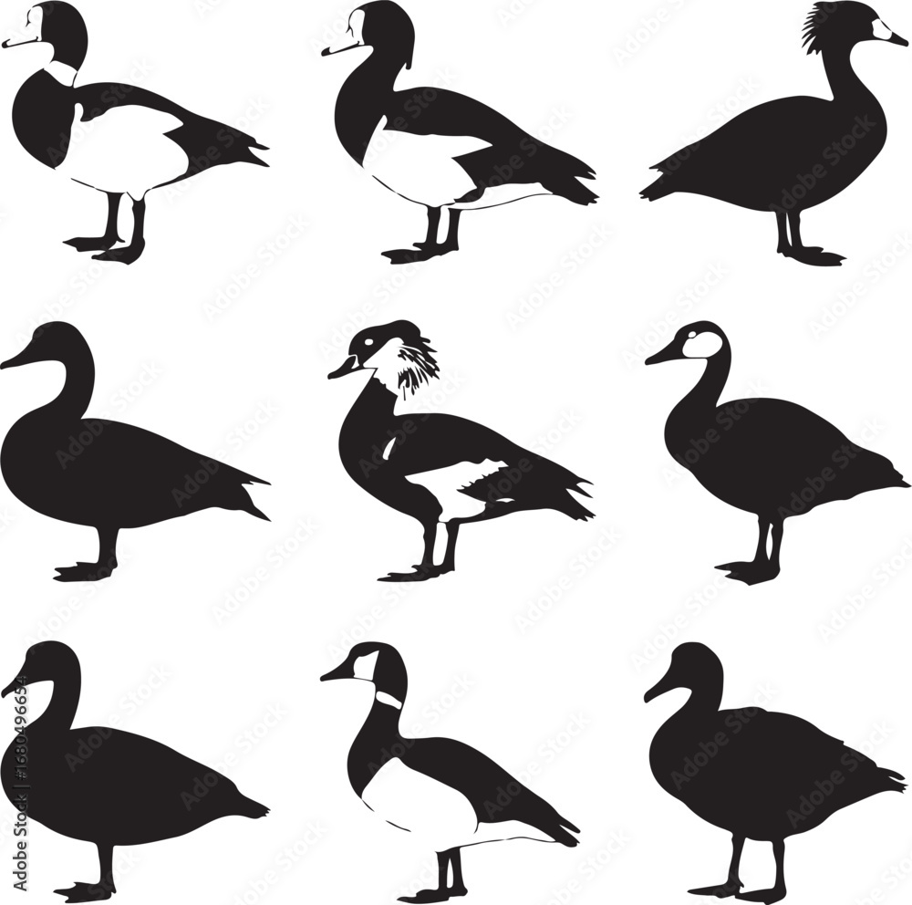 Fototapeta premium Black white geese silhouettes birds