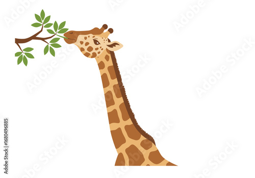 Giraffe eating leaves from a tree branch