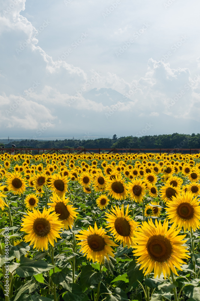 Obraz premium Sunflower field at full bloom during the peak season in Yamanashi, Japan