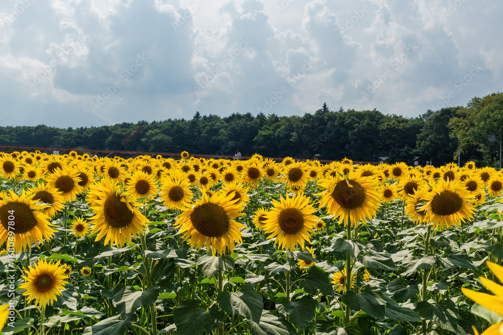 Fototapeta premium Sunflower field at full bloom during the peak season in Yamanashi, Japan