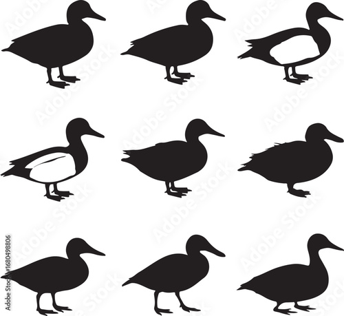 Black duck silhouettes on white background bird