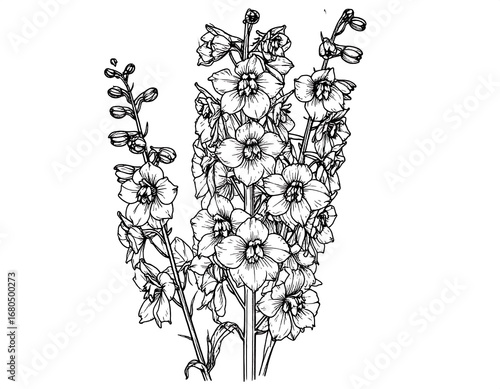 Black and white line drawing of delphiniums