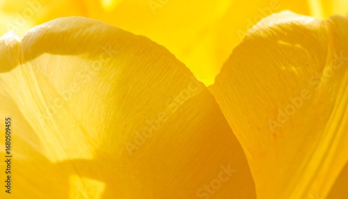 Wallpaper Mural Close-up of sunlit yellow petals Torontodigital.ca