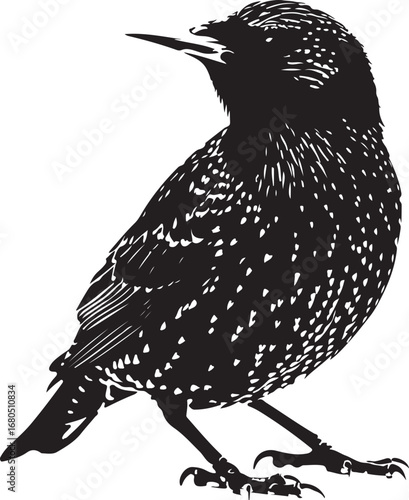Silhouette of a starling bird on a white background
