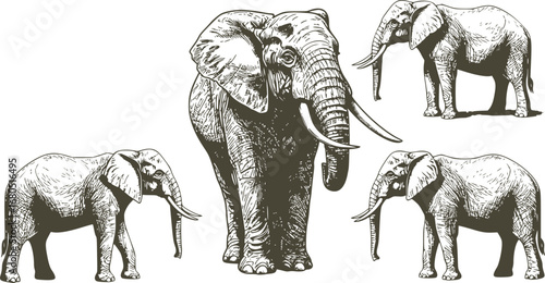 Vintage engraving isolated elephant set illustration ink sketch. African bishop background animal silhouette art. Black and white hand drawn image
