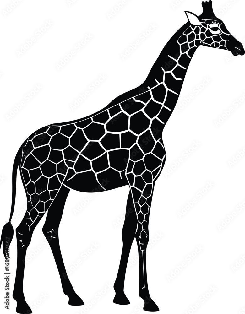 Obraz premium Elegant Giraffe Silhouette Standing Tall Against a Clean White Background