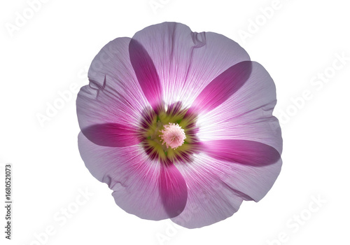 A delicate, light purple flower with deep pink accents, perfectly centered against a black backdrop, displays intricate details of its petals and stamen.
