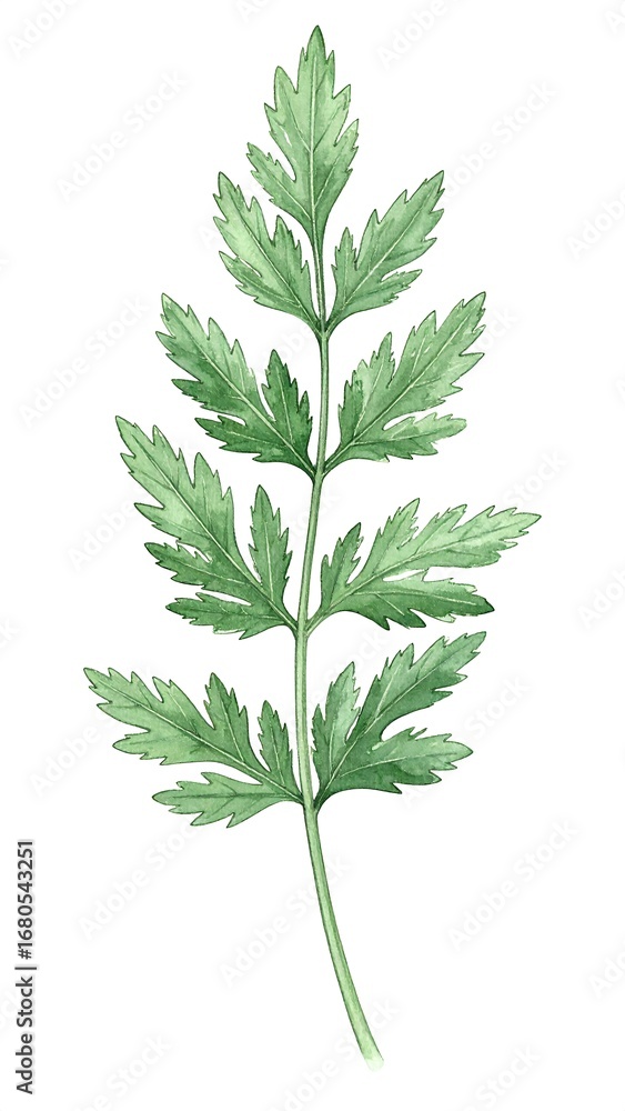 Fototapeta premium Delicate watercolor illustration of a single, detailed herb sprig, showcasing intricate leaf patterns and soft, muted green tones.