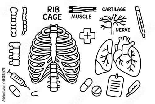 Anatomy Doodle Icons. Hand-drawn doodle illustration rib cage anatomy rib cage, ribs, sternum, spine, lungs, heart, muscle,