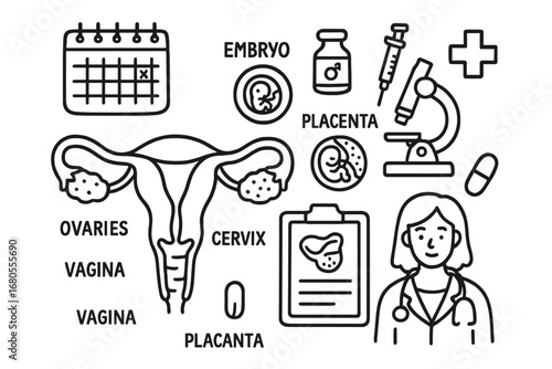 Anatomy Doodle Icons. Hand-drawn doodle illustration uterus anatomy uterus, ovaries, fallopian tubes, cervix, vagina, embryo,