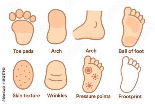 Child's Foot Anatomy. Flat vector mini-illustrations sole anatomy in colors children's illustrations: toe pads, heel pad, arch,
