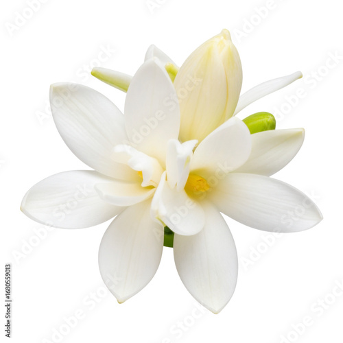  tuberose isolated on white and transparent background.