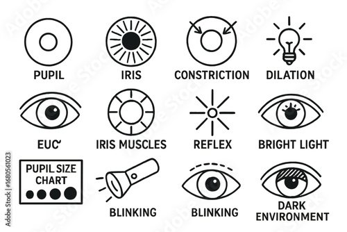 Eye Anatomy Doodle. Hand-drawn doodle illustration pupil and iris pupil, iris, constriction arrows, dilation arrows, eye, iris