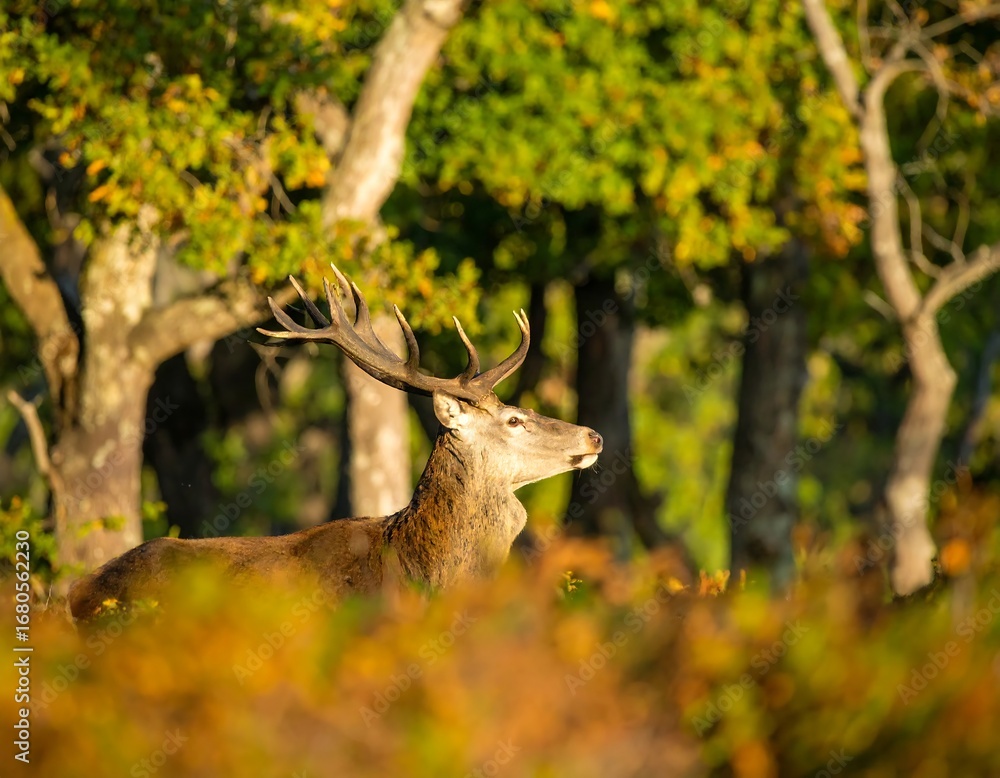 Naklejka premium Majestic red deer stag in autumnal woodland, sunlight illuminating its antlers and coat