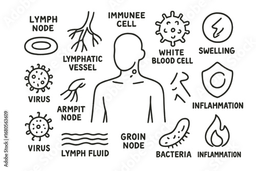 Lymphatic System Doodles. Hand-drawn doodle illustration lymph nodes lymph node, lymphatic vessel, immune cell, white blood cell,