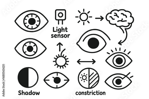 Eye Function Icons. Hand-drawn doodle illustration iris function iris, light sensor, pupil size icon, muscle movement, brightness