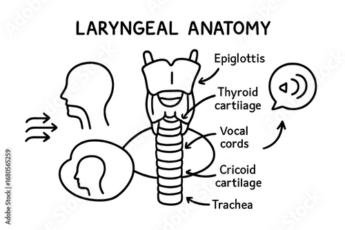 Laryngeal Anatomy Diagram. Hand-drawn doodle illustration laryngeal anatomy larynx, epiglottis, thyroid cartilage, cricoid