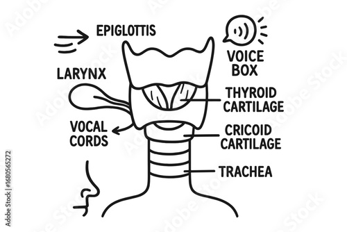 Laryngeal Anatomy Diagram. Hand-drawn doodle illustration laryngeal anatomy larynx, epiglottis, thyroid cartilage, cricoid