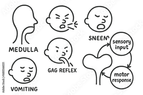 Medulla Reflex Doodles. Hand-drawn doodle illustration medulla and reflexes coughing icon, sneezing symbol, gag reflex, swallowing