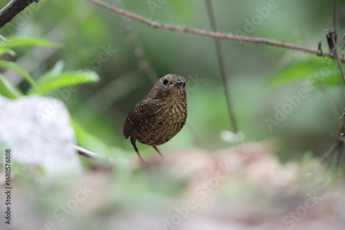 Photography The pygmy cupwing (Pnoepyga pusilla) or pygmy wren-babbler, is a species of bird in the Pnoepyga wren-babblers family, Pnoepygidae