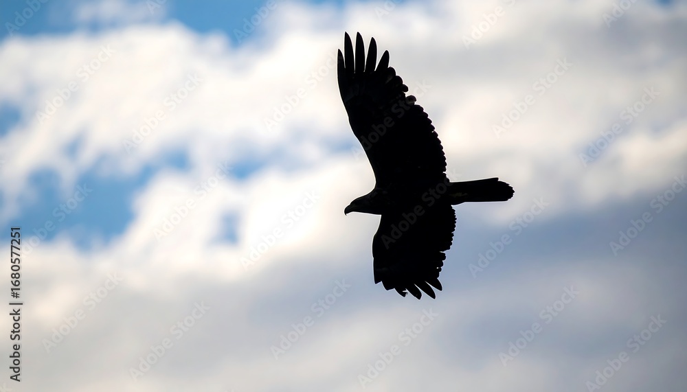 Obraz premium Shadow of soaring eagle over cloudy background, soft focus