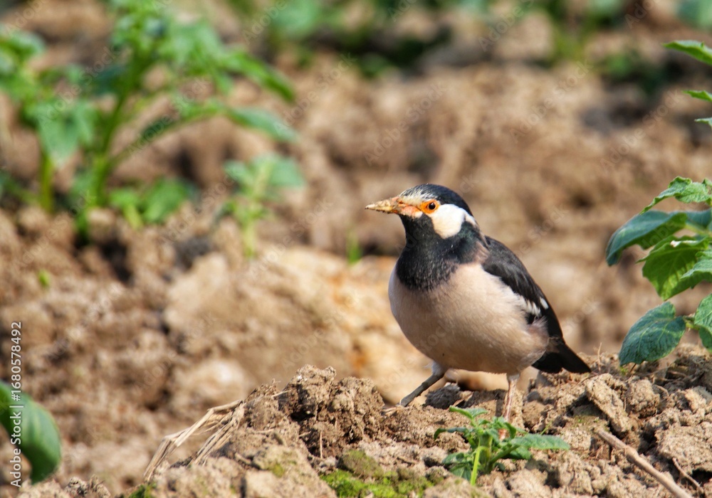 Fototapeta premium Asian Pied Starling