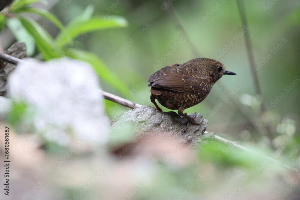 Fototapeta The pygmy cupwing (Pnoepyga pusilla) or pygmy wren-babbler, is a species of bird in the Pnoepyga wren-babblers family, Pnoepygidae