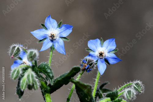 Fotografie A detailed close-up of blue borage flowers with fine, hairy stems and buds
