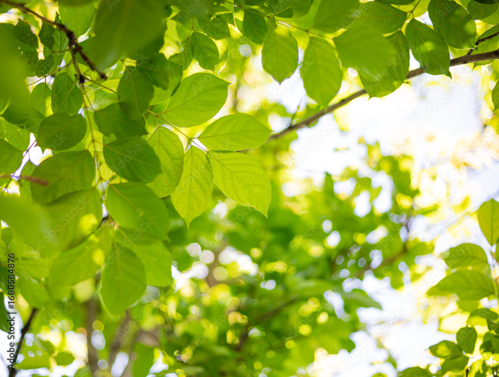 Fototapeta premium green leaf on blurred greenery background