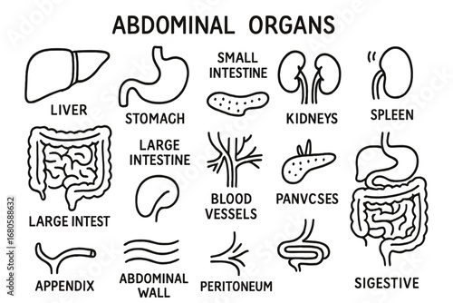 Abdominal Organs Doodle. Hand-drawn doodle illustration abdominal organs liver, stomach, small intestine, large intestine,