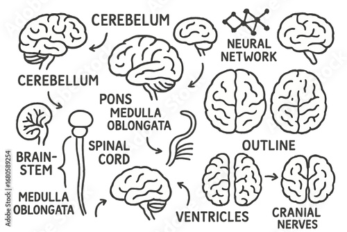 Brain Part Doodles. Hand-drawn doodle illustration cerebellum and brain parts cerebellum, cerebrum, brainstem, pons, medulla