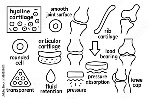 Cartilage Diagram Doodle. Hand-drawn doodle illustration hyaline cartilage cartilage sheet, rounded cell, smooth joint surface,