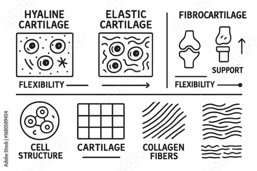 Cartilage Types Illustration. Hand-drawn doodle illustration cartilage types hyaline cartilage, elastic cartilage, fibrocartilage,