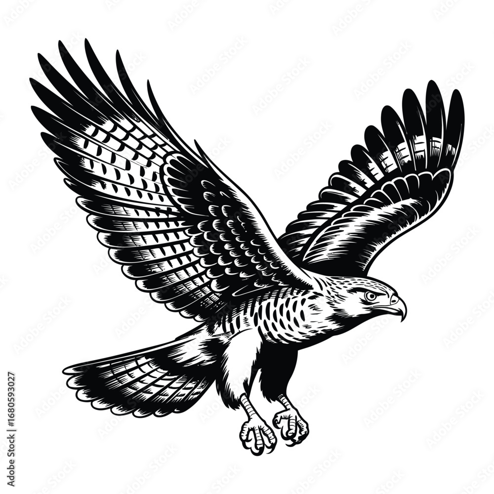 Fototapeta premium Hawk in Flight