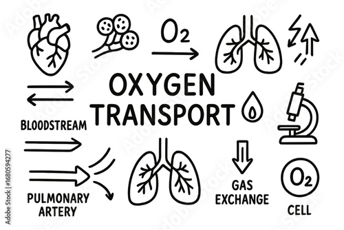 Digestive and Respiratory Doodles. Hand-drawn doodle illustration digestive system metabolism stomach, intestines, liver, pancreas