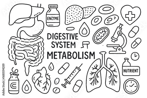 Digestive and Respiratory Doodles. Hand-drawn doodle illustration digestive system metabolism stomach, intestines, liver, pancreas