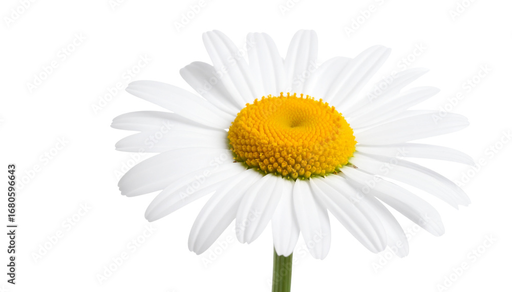 Naklejka premium Beautiful single daisy flower with bright yellow center and isolated white petals on white background