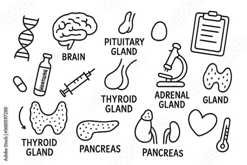 Endocrine System Doodle. Hand-drawn doodle illustration pituitary gland endocrine system pituitary gland, thyroid gland, adrenal