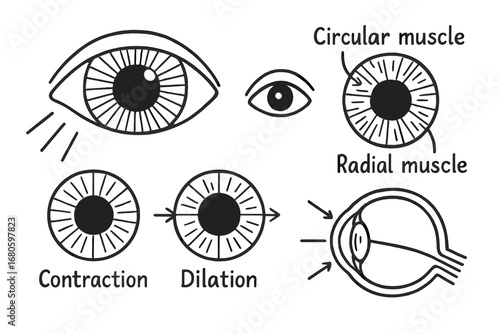 Eye Anatomy Doodle. Hand-drawn doodle illustration iris eye, iris, pupil, light rays, circular muscle, radial muscle, eye