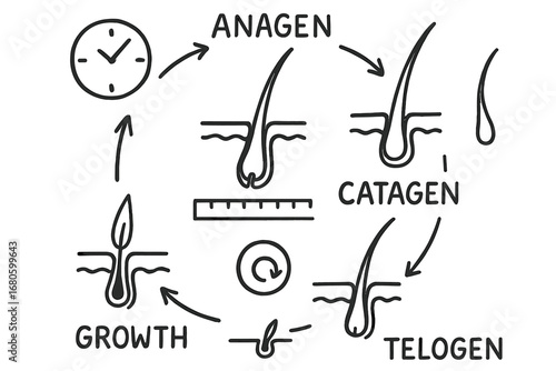 Hair Growth Cycle Diagram. Hand-drawn doodle illustration hair growth cycle hair follicle, anagen icon, catagen icon, telogen icon
