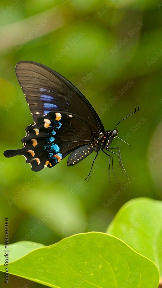 Fototapeta premium Butterfly in flight, outdoor, nature