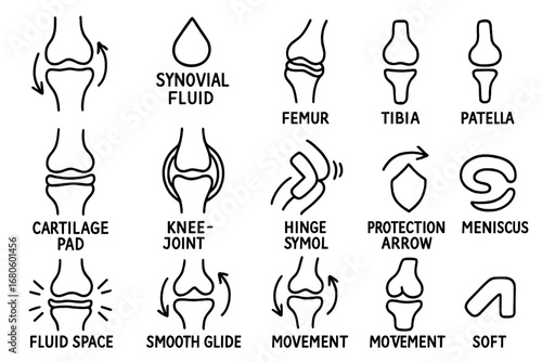 Knee Joint Diagram. Hand-drawn doodle illustration knee joint and synovial fluid femur, tibia, patella, synovial fluid icon,