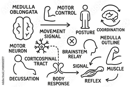 Medulla Motor Pathways. Hand-drawn doodle illustration medulla oblongata and motor control limb icon, posture figure, movement