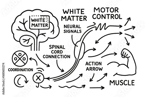 Neural Pathways Doodle. Hand-drawn doodle illustration white matter and motor control brain outline, motor cortex, white matter