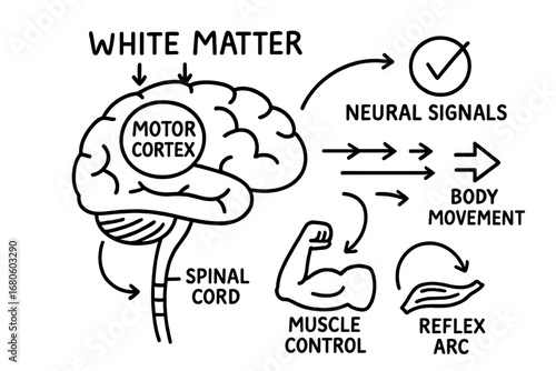 Neural Pathways Doodle. Hand-drawn doodle illustration white matter and motor control brain outline, motor cortex, white matter