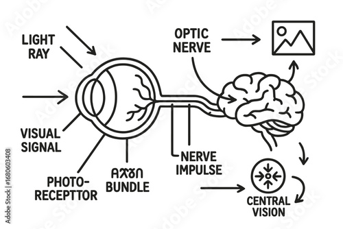 Optic Nerve Diagram. Hand-drawn doodle illustration optic nerve function eye, optic nerve, light ray, visual signal, brain, visual