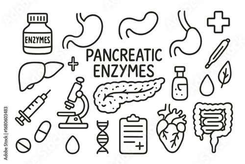 Pancreas Anatomy Doodles. Hand-drawn doodle illustration pancreatic enzymes anatomy pancreas, enzyme bottle, stomach, intestines,