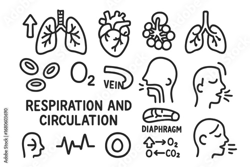 Respiration Circulation Doodles. Hand-drawn doodle illustration respiration and circulation lungs, heart, alveoli, red blood cells